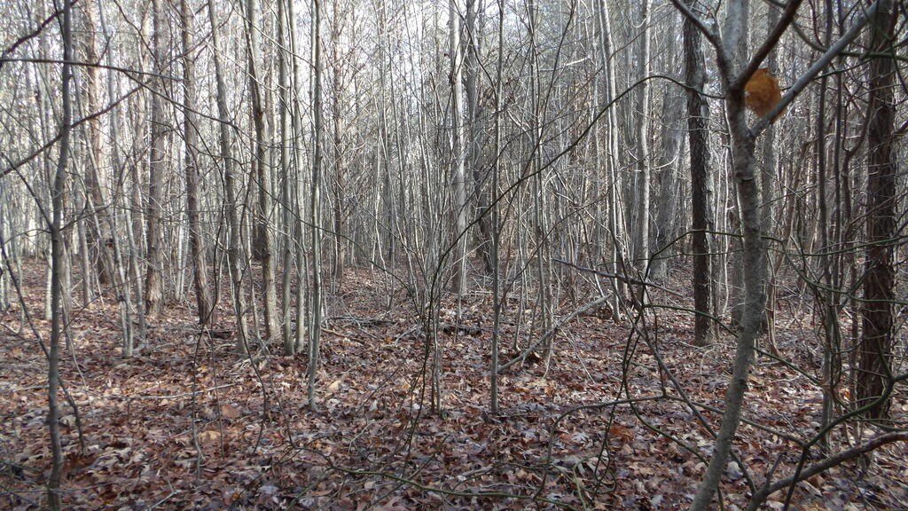 Picture 21