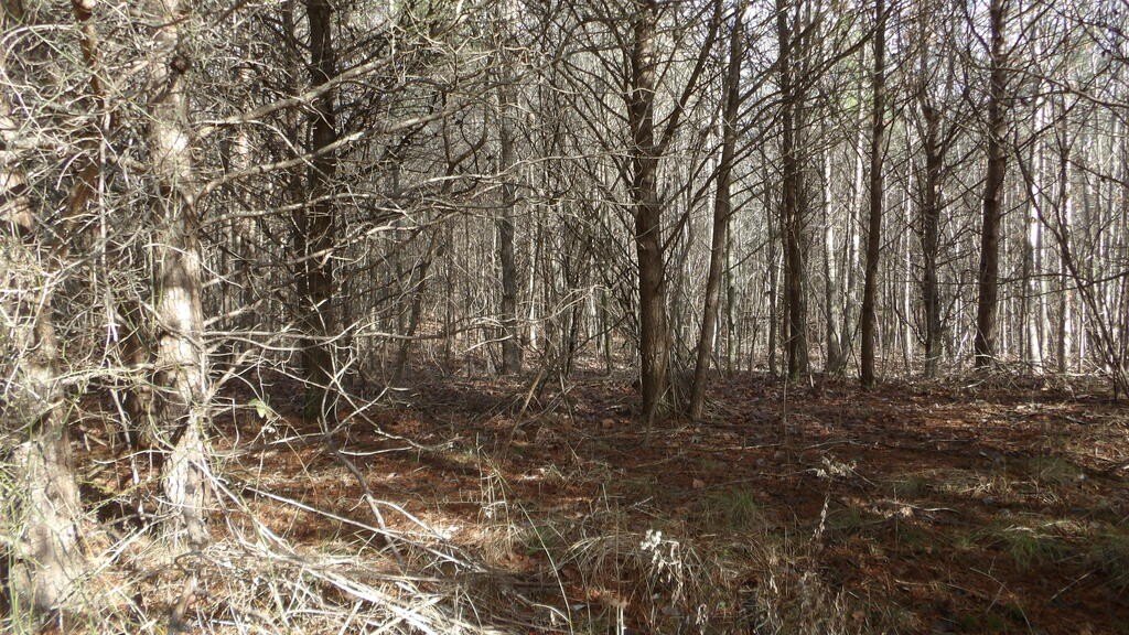 Picture 8