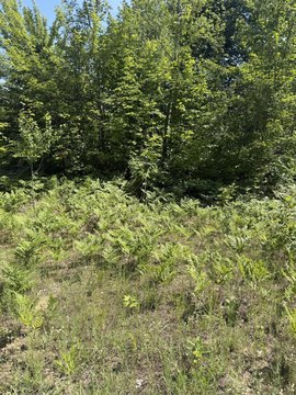 LAND - Mancelona, MI