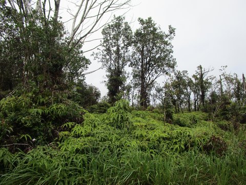 A-3A Agricultural Land with Ohia Trees