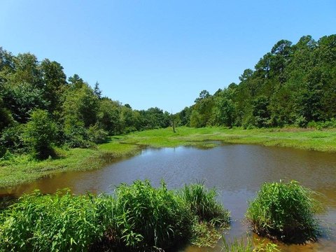 Wooded Hunting & Recreation Land