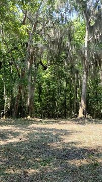Homesite Land in Townsend, Georgia