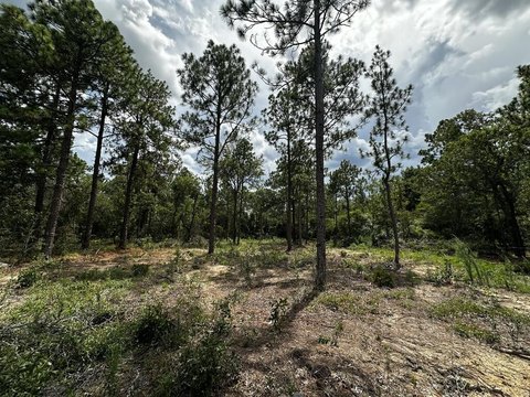 LAND - Box Springs, GA