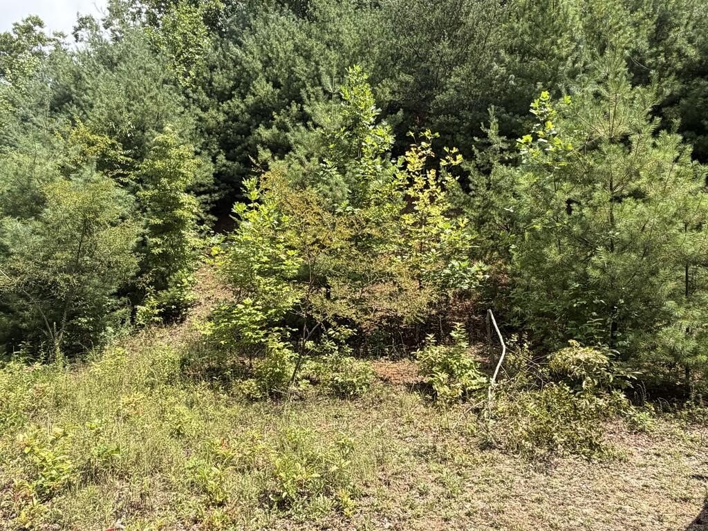 Picture 19