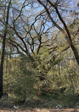 Land, Adams Run, SC