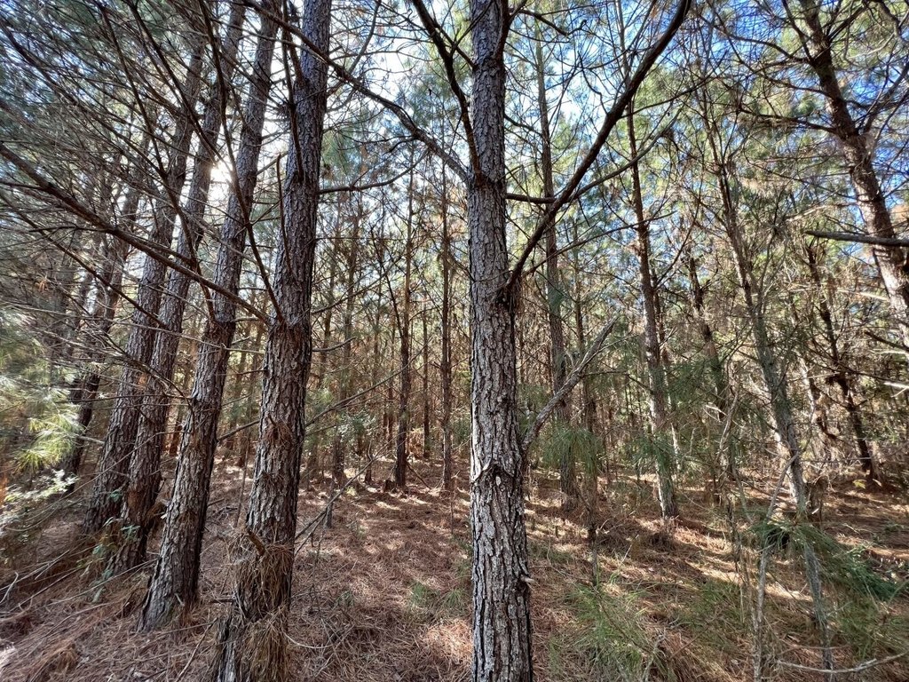 Picture 13