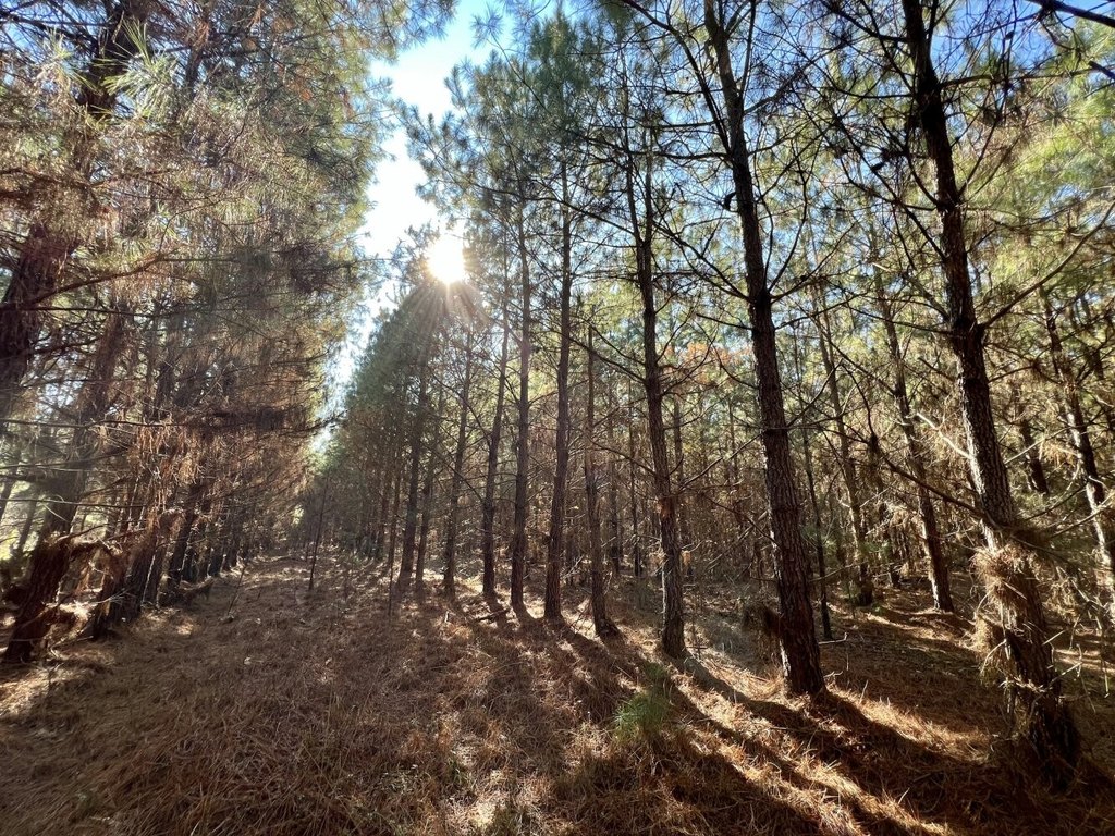 Picture 15