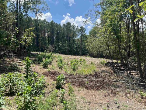 LAND - Glenwood, AR