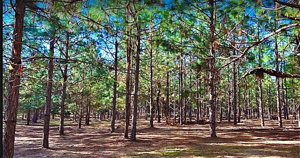 Residential Land in Headland, AL