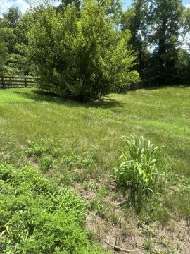Land, Nicholasville, KY