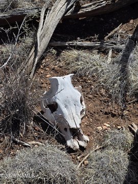 High Desert Land Near Grand Canyon