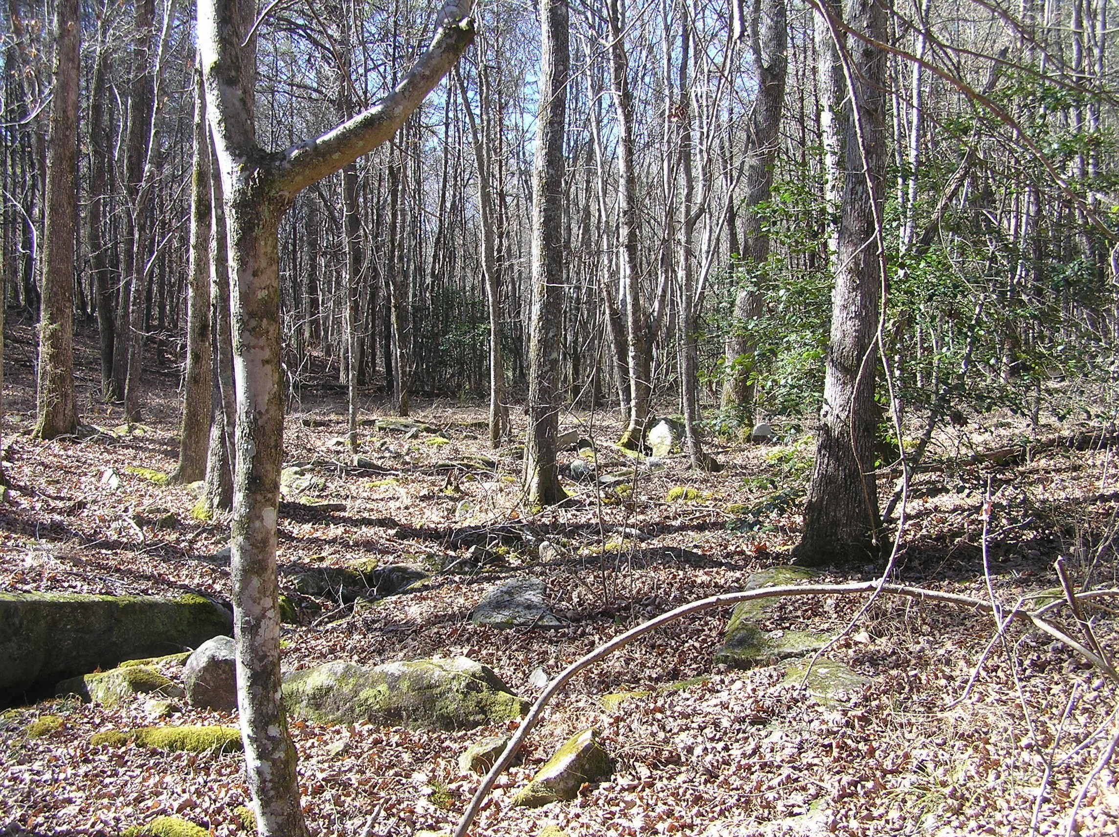 Wooded Land in Spencer, TN
