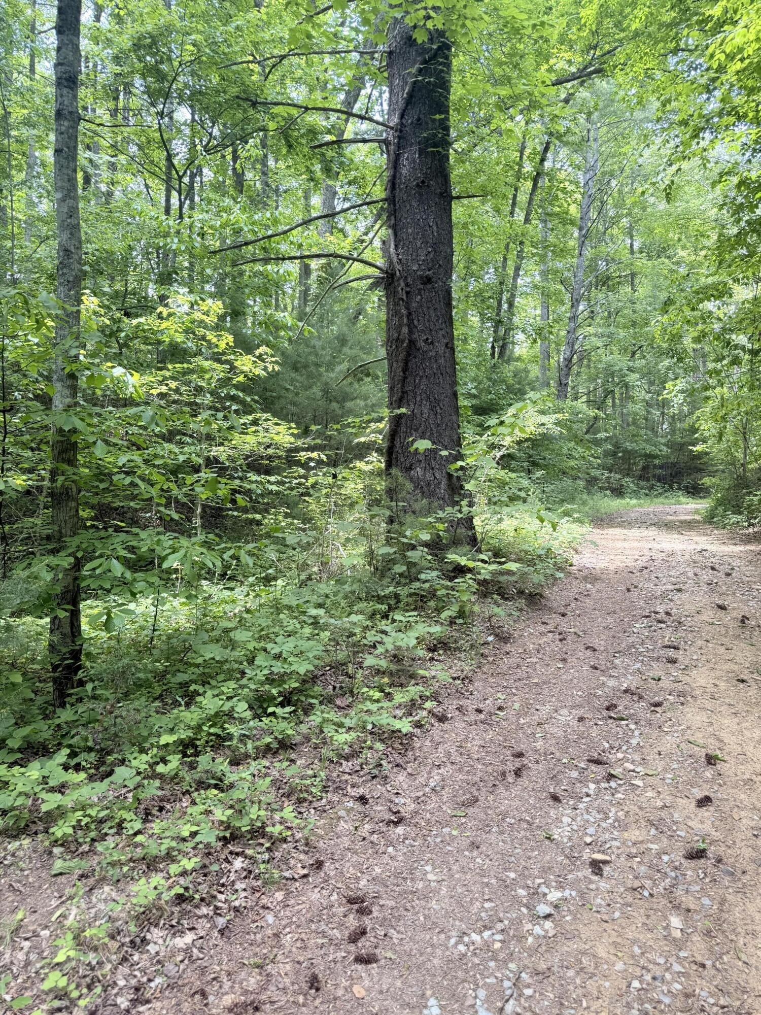 Unrestricted Mountain Property For Sale