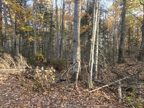 Land, Swanville, ME