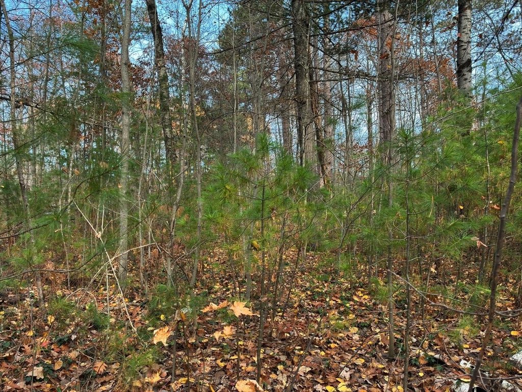 Picture 8