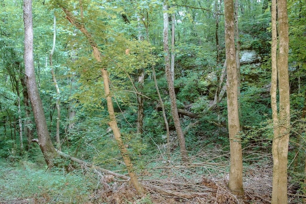 Picture 12