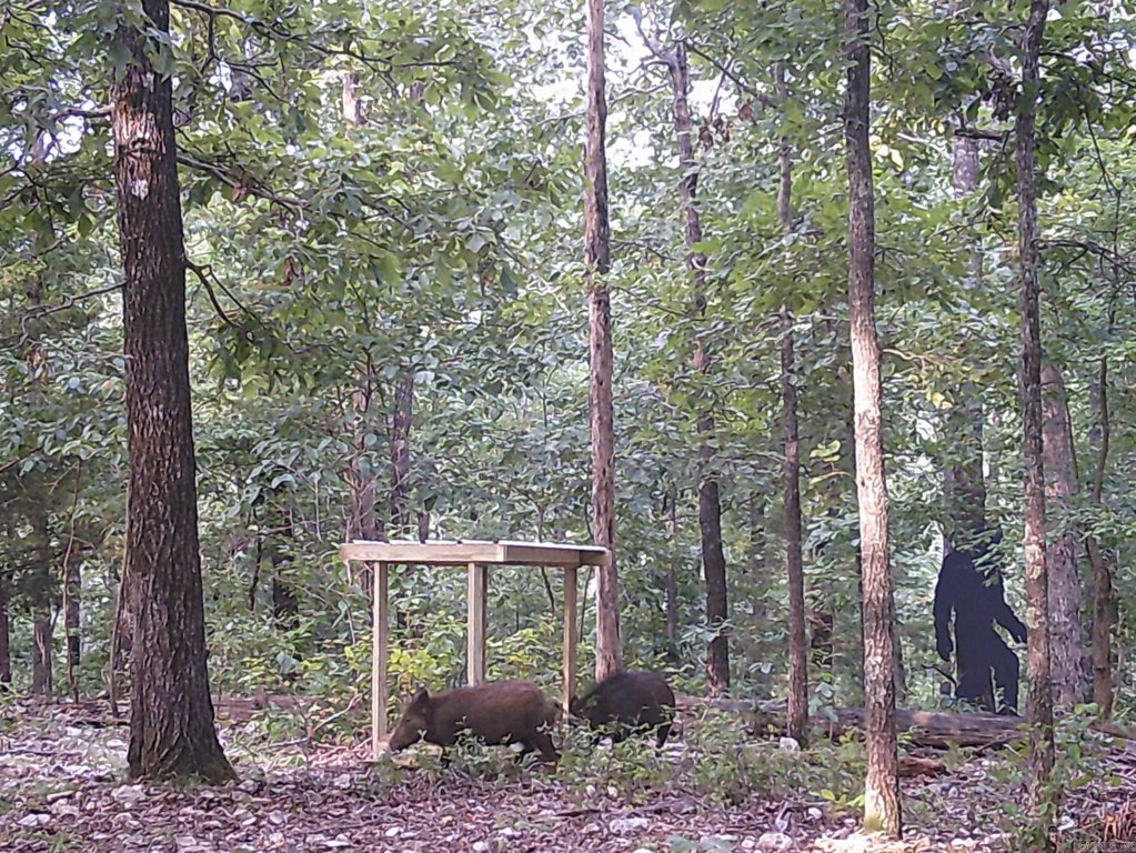 Picture 45