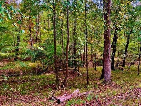 Non-Buildable Waterfront Lot