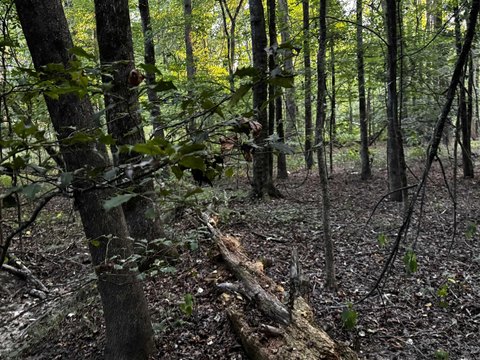 Vacant Land, Benton, AR