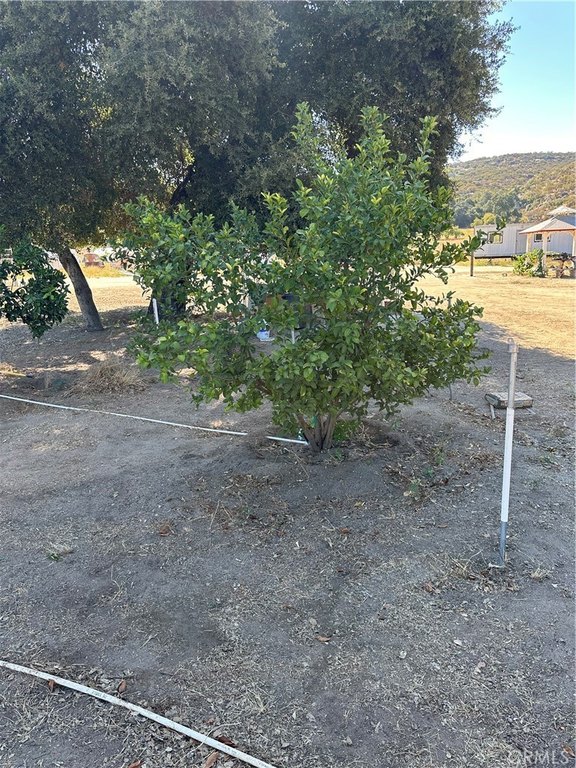 Picture 19