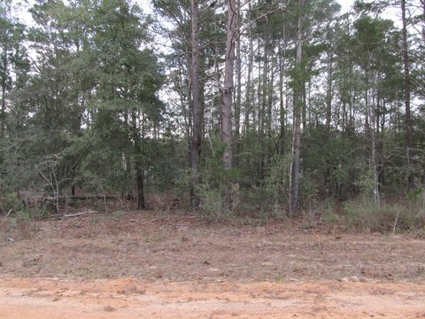 Wooded Lot in Growing Area
