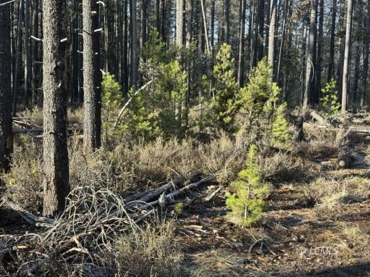 Chemult Acreage with Mountain Views