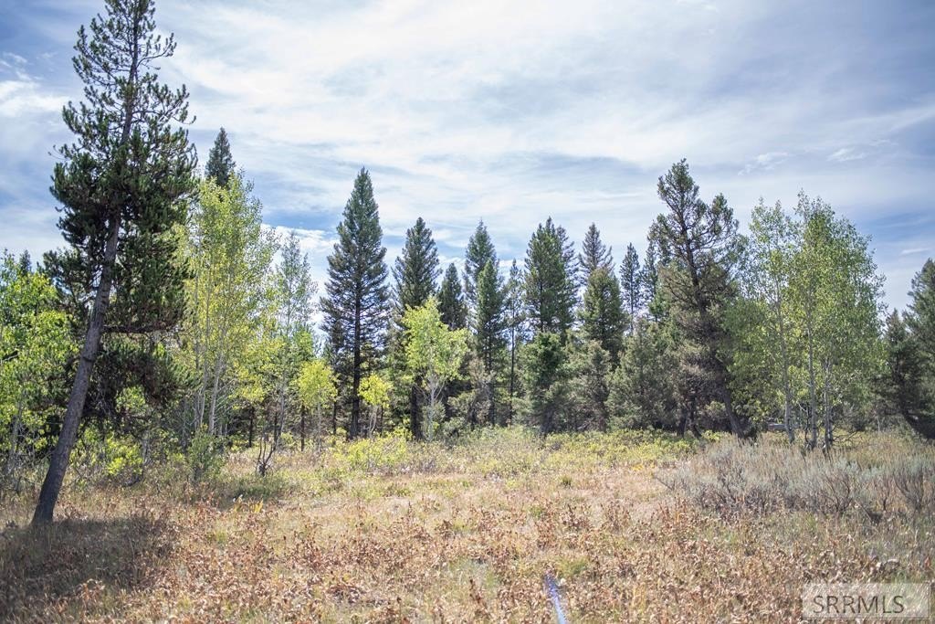 Scenic Land Bordering Forest Service
