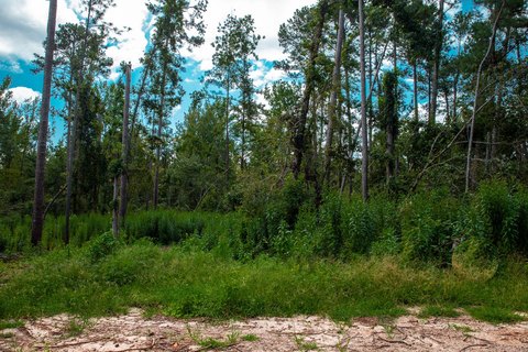 Residential Land in Sumter Woods
