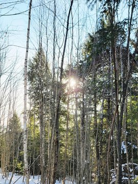 Wooded Lot Near Acadia Park
