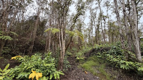 Land, Mountain View, HI