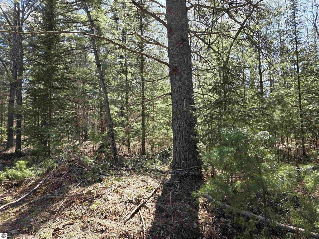 Picture 29
