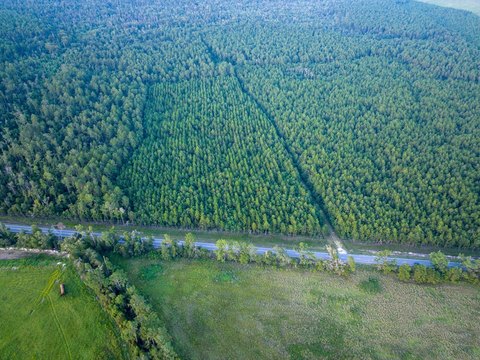 Timbered Recreational Land Tract