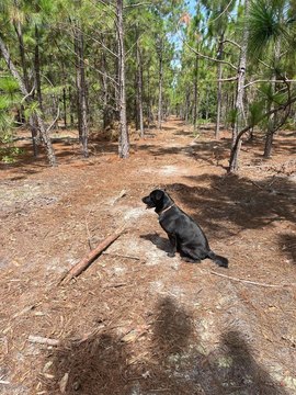 Kershaw County Land Opportunity