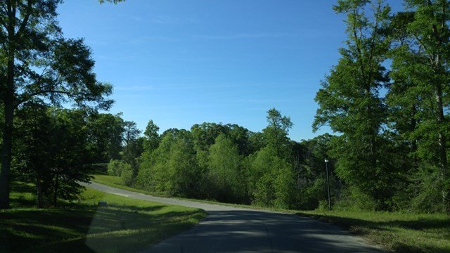 Poplarville Land with Oak Trees