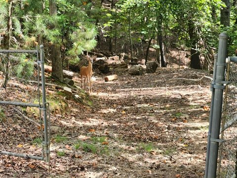Ellijay, GA Vacant Lot