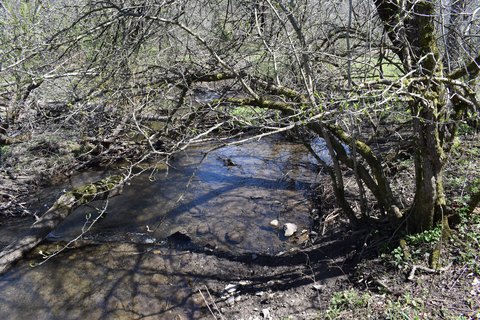 Wooded Recreation and Hunting Land