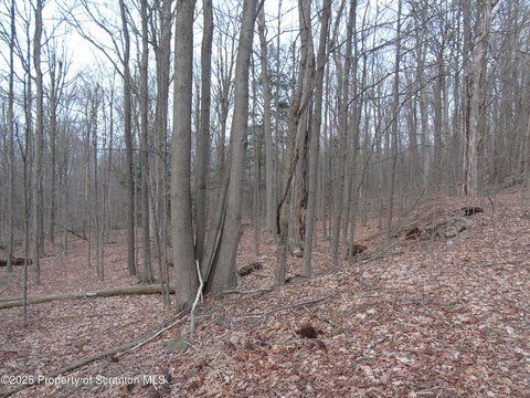 Wooded Lot in Spring Brook