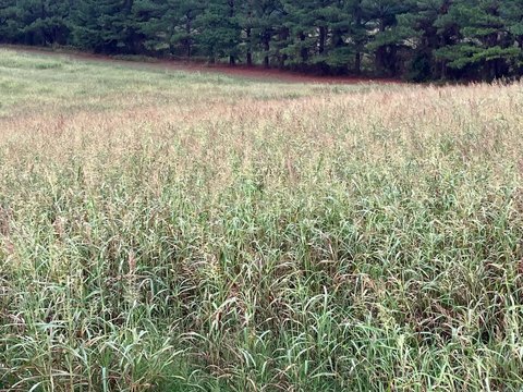 Vacant Land, Pencil Bluff, AR