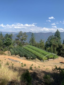 Established Cannabis Farm Near Willow Creek