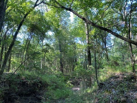 Heavily Wooded Land Available