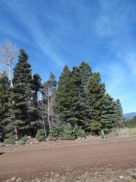 Treed Lot in Angel Fire