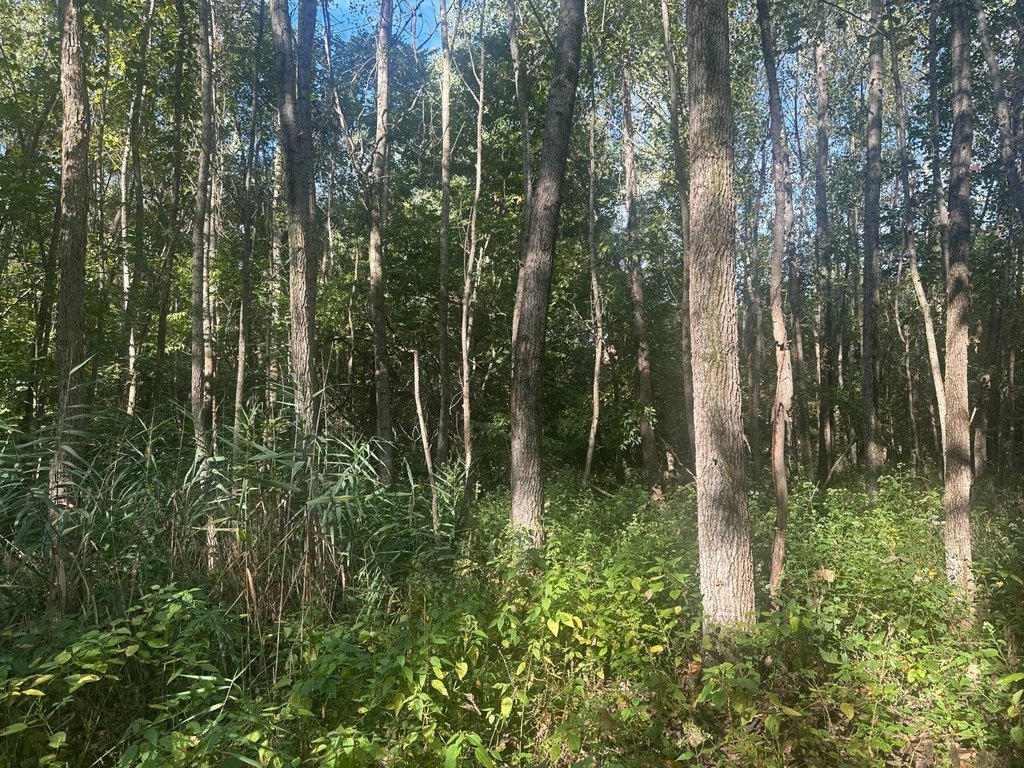 Picture 29
