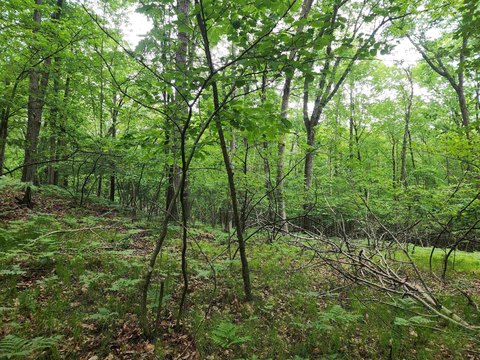Wooded Camp-Allowed Lakes Association Lot