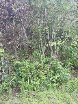 Undeveloped Land with Abundant Trees