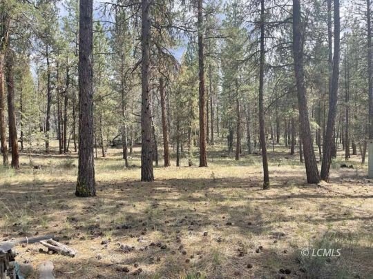 Heavily Treed 20-Acre Land