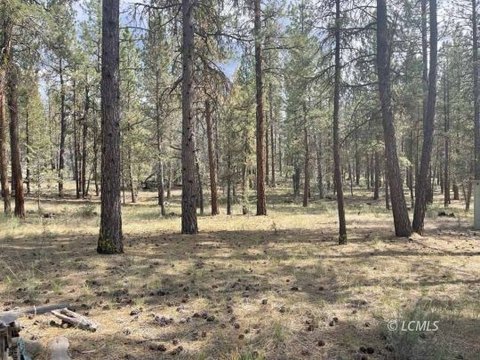 Heavily Treed 20-Acre Land