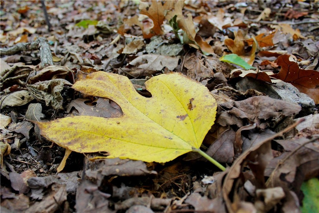 Picture 31