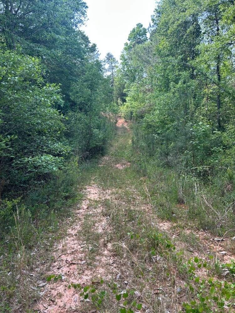 74 Acres in Covington County