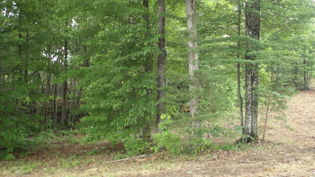Picture 54