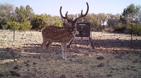 Hunting Land with Cabin